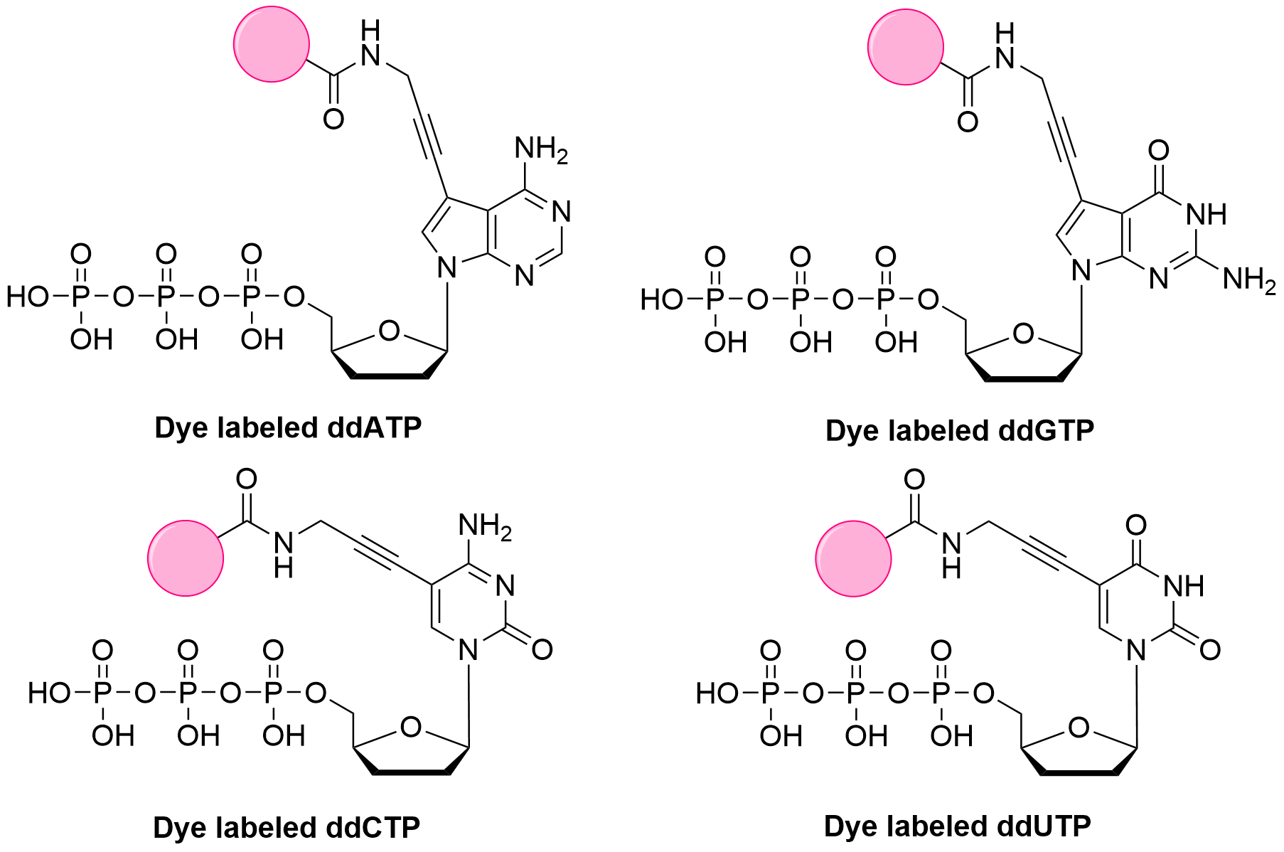 Hepattack Cy3-ddATP Related Product Recommendations.png